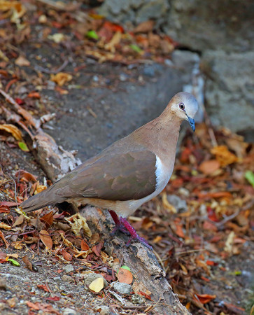 Grenada-Dove-Best-photo-Greg-Homel-2014-small-363x450.jpg