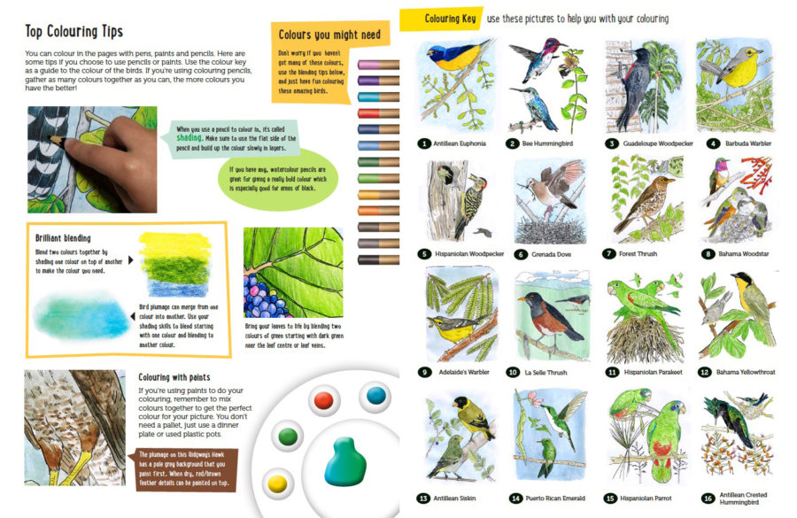 https://www.birdscaribbean.org/wp-content/uploads/2020/04/Colouring-Tips-Colouring-Key-900x585.jpg