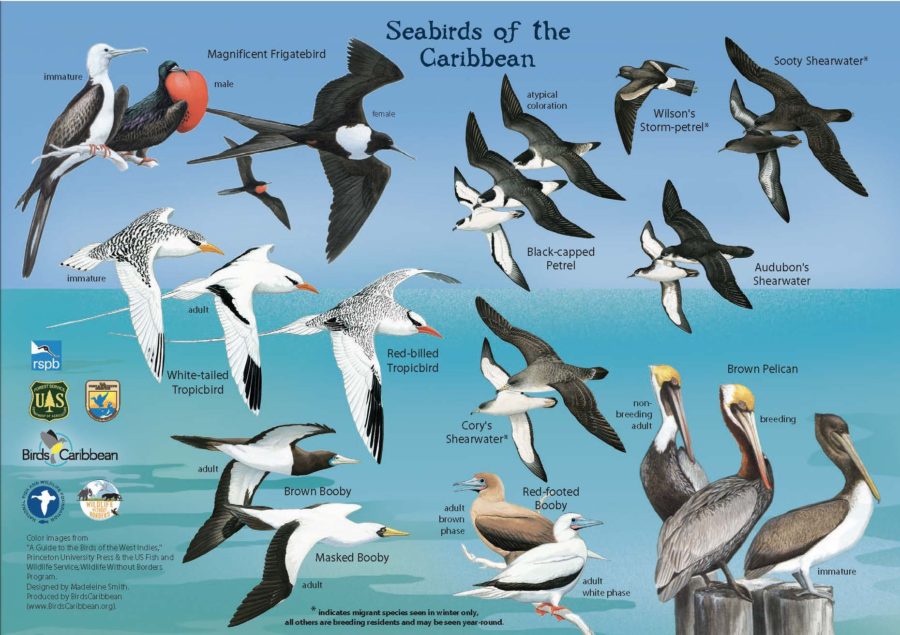 Seabird Resources BirdsCaribbean