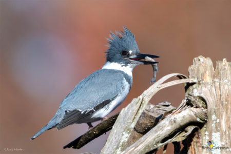 Belted Kingfisher - Nature Companion