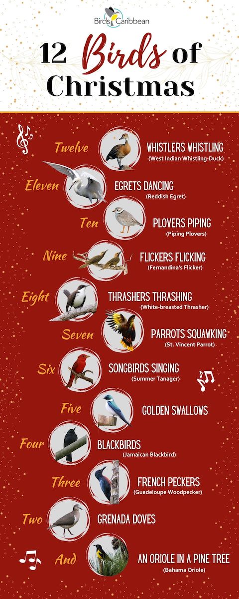What Are the 12 Days of Christmas?