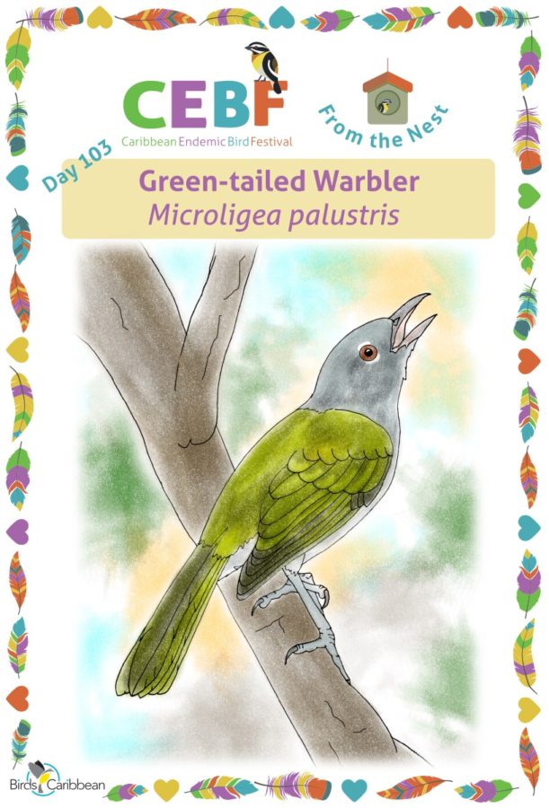 https://www.birdscaribbean.org/wp-content/uploads/2022/06/Day103_Green-tailed-WarblerWP-611x900.jpg