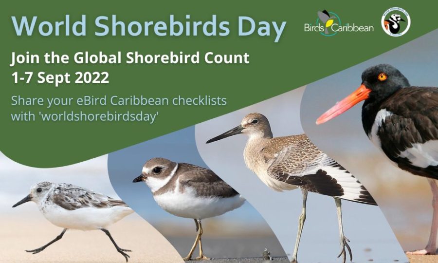 Show up for Shorebirds! Join the Global Shorebird Count September 17