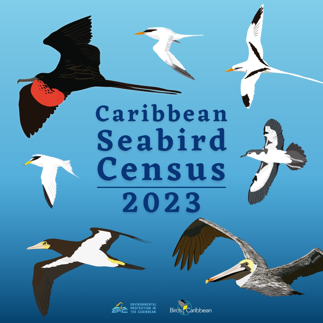 Caribbean BirdWatch – BirdsCaribbean