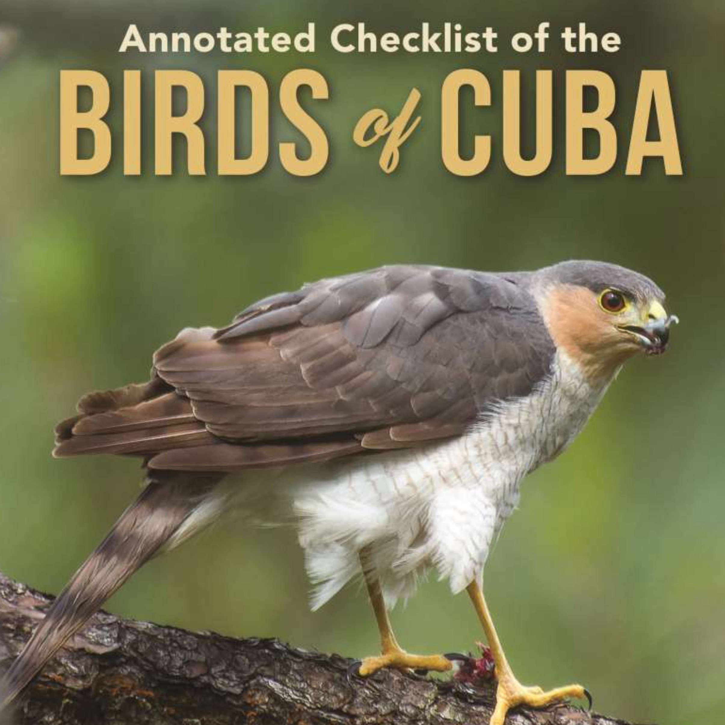 Cuban Black-Hawk, Birds of Cuba