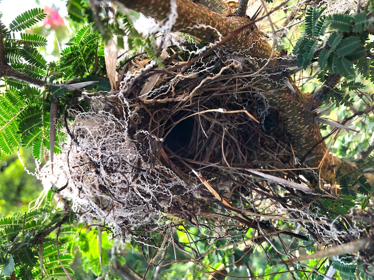 Hanging a Hammock - The Country Wren's Nest