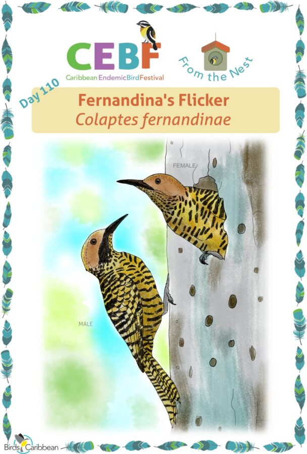 A Flicker in the Water by Author Bob Gonzalez - Fishing Action and