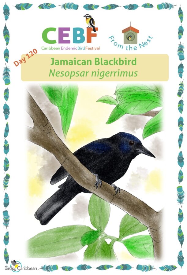 https://www.birdscaribbean.org/wp-content/uploads/2023/05/Day120_Jamaican-BlackbirdWP-611x900.jpg