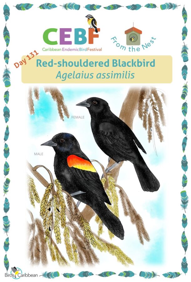https://www.birdscaribbean.org/wp-content/uploads/2023/06/Day131_Red-shouldered-BlackbirdWP-611x900.jpg