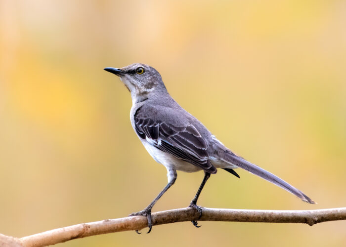 Northern Mockingbird, perched