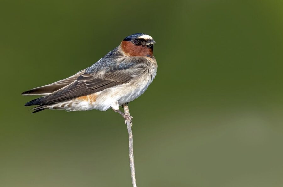 Cliff Swallow perched on a branch