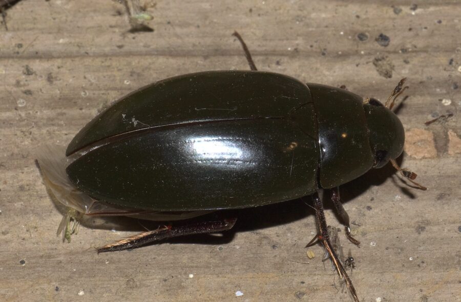 Close up of top view of Giant Black Scavenger Beetle