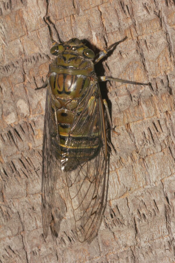 Giant Cicada on tree trunk