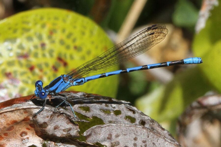 Side profile of a blue Vivid Dancer on a pitcher plant