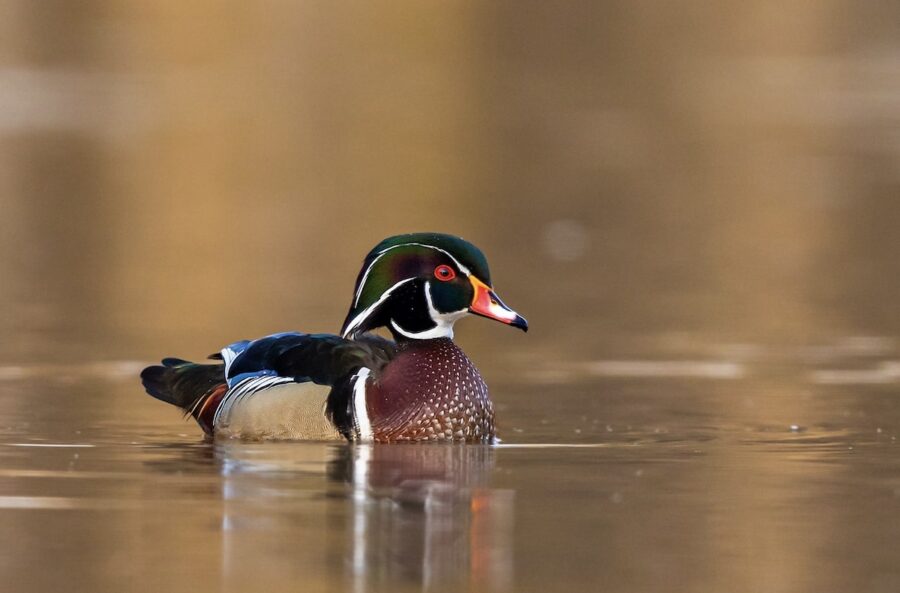 Male Wood Duck in body of water