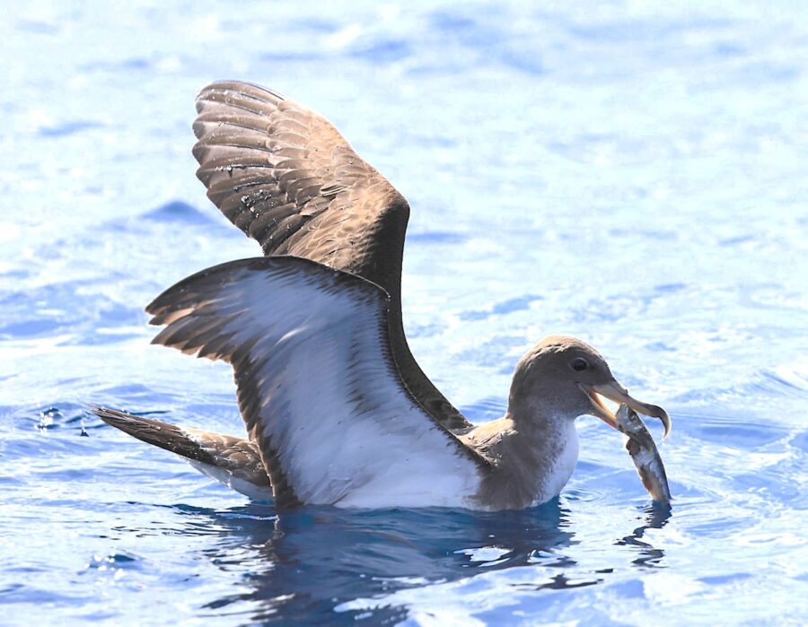 Cory's Shearwater feeding on fish in open water. Wings are opened upwards with fish in seabird's bill.