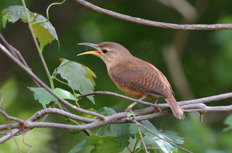 Grenada House Wren singing. 