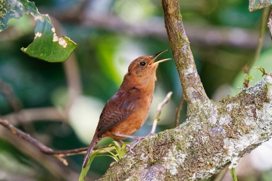 A Kalinago Wren singing while perched on a tree. 