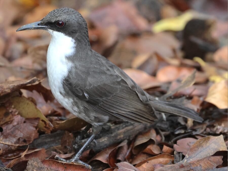 Martinique Thrasher on the forest floor.