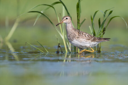 Pectoral Sandpiper