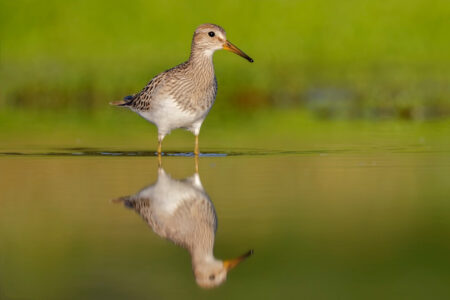 Pectoral Sandpiper