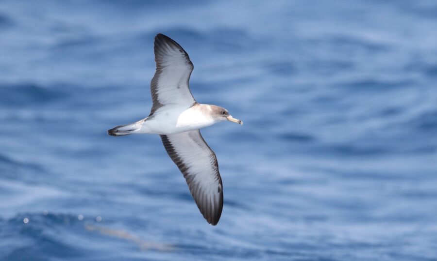 Scopoli's Shearwater soaring above open water.