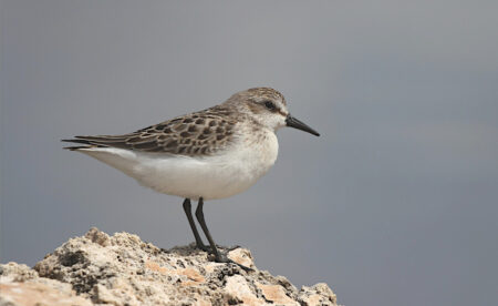 Semipalmated Sandpiper perched on a rock