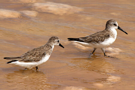 Semipalmated Sandpiper standing next to a Western Sandpiper