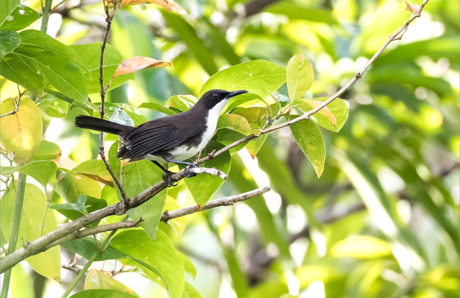 St Lucia Thrasher perched on a branch. 