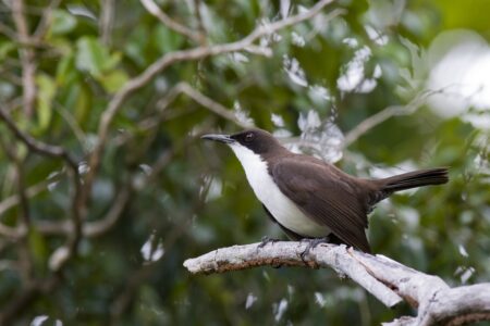 St Lucia Thrasher perched on a broken branch. 