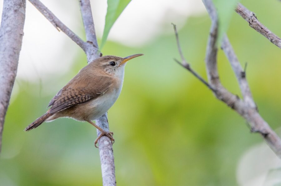 St Lucia Wren perched on a branch. 