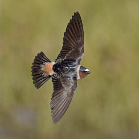 Cliff Swallow in flight