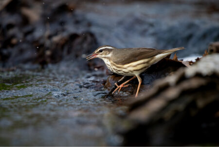 Louisiana Waterthrush