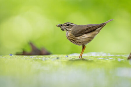 Louisiana Waterthrush with insect prey