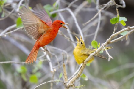 A pair of Summer Tanagers