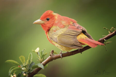 Immature male Summer Tanager