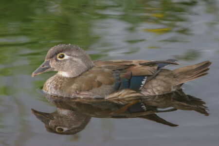 Female Wood Duck