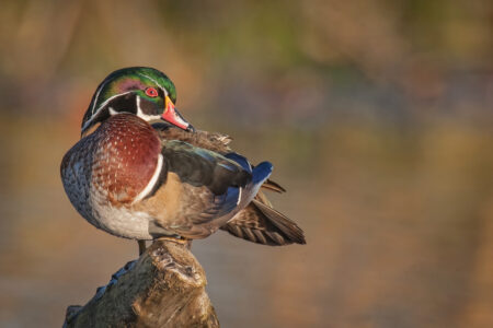 Male Woodduck