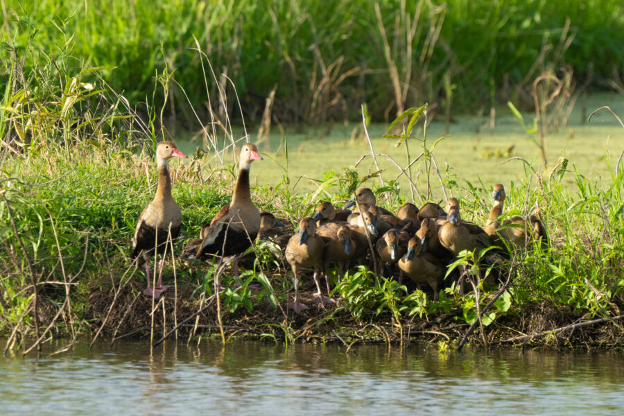 Pair of Black-bellied Whistling Ducks with their chicks. 