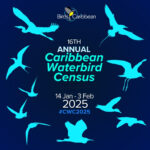 Sweet Sixteen! Get ready for the 2025 Caribbean Waterbird Census