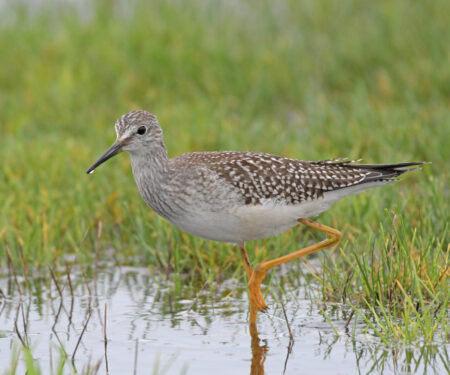 Lesser Yellowlegs