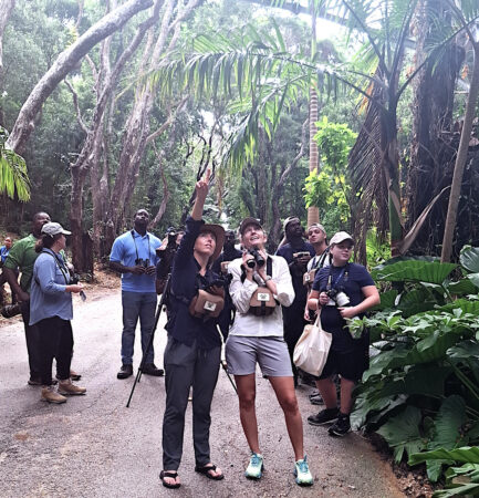 Bird watching in a forest along the road