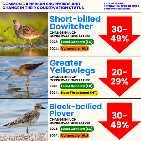 Graphic detailing the change in conservation status of common Caribbean shorebirds