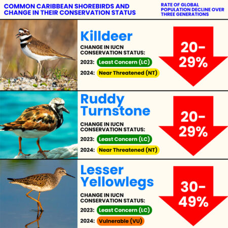 Graphic detailing the change in conservation status of common Caribbean shorebirds