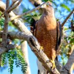 Cuban Birdwatchers Soar in October: Birds, Science, and the Spirit of Community