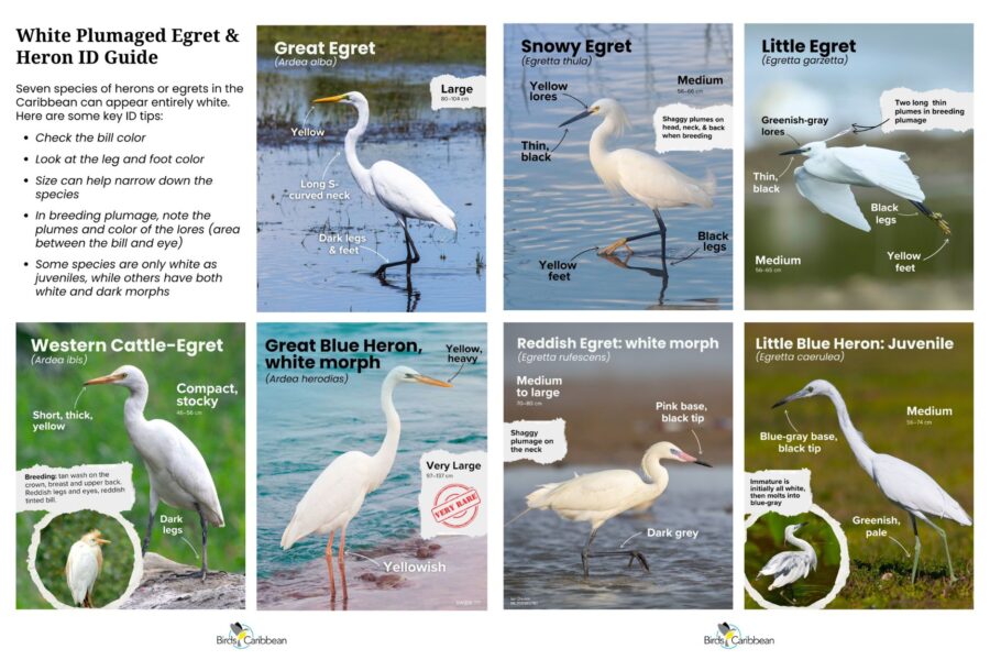 White egret and heron ID card - side by side images