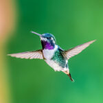 White-bellied Woodstars hover with a slow, bumblebee-like flight, allowing them to discreetly sip nectar from territories claimed by other hummingbirds.