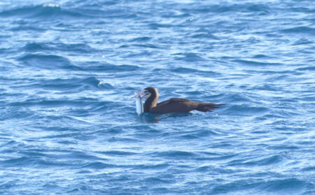 Brown Booby with a fish