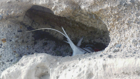 Nesting Red-billed Tropicbird.