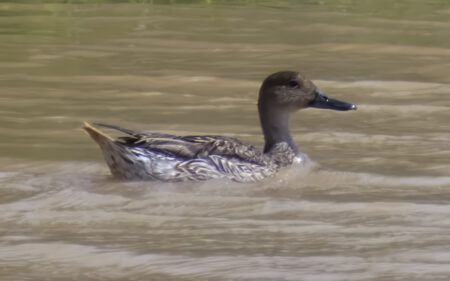 Northern Pintail